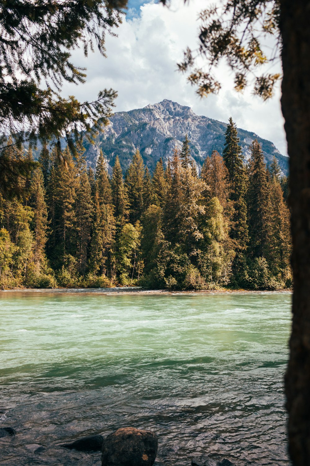 rivière entourée d’arbres