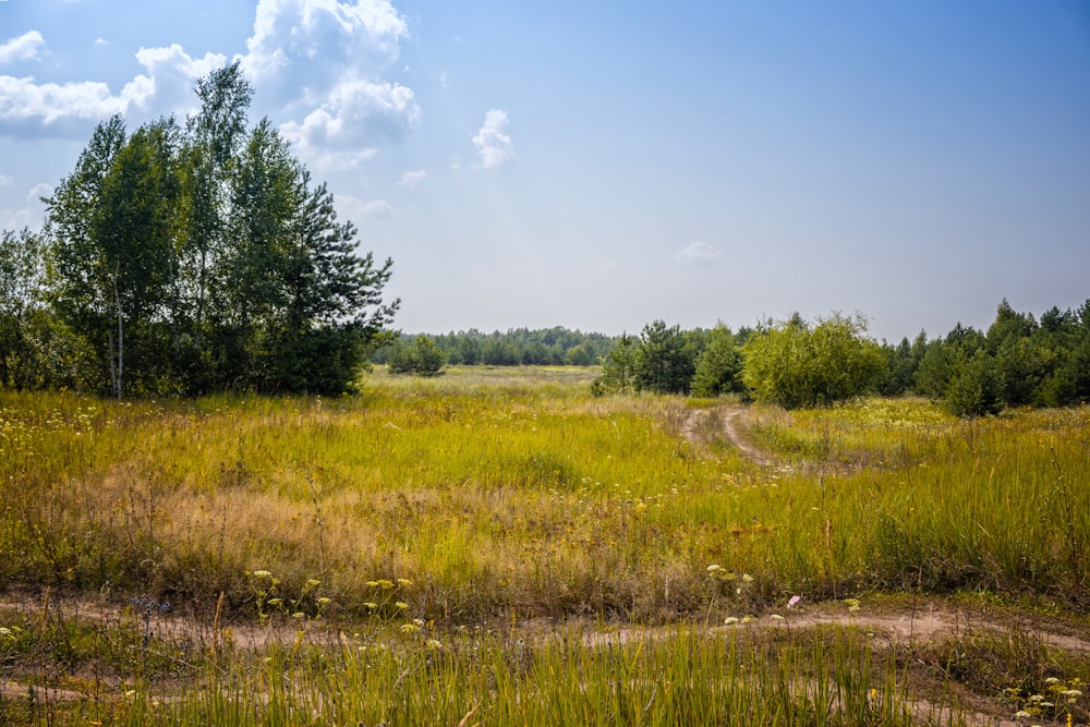 green grass and tree during daytime