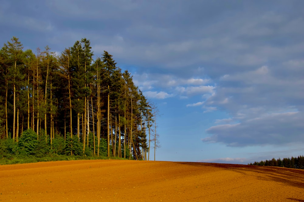 arbres verts et champ de terre pendant la journée