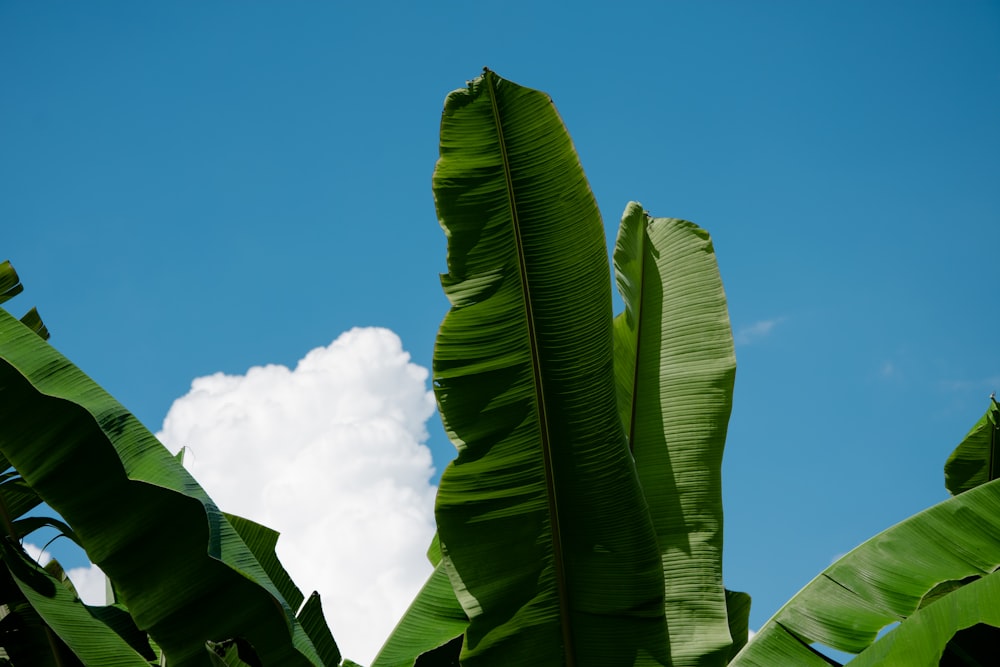 green banana leaves