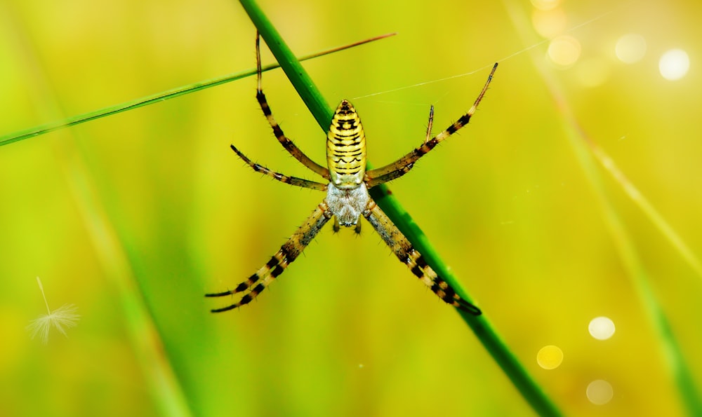 closeup photography of yellow and brown spider
