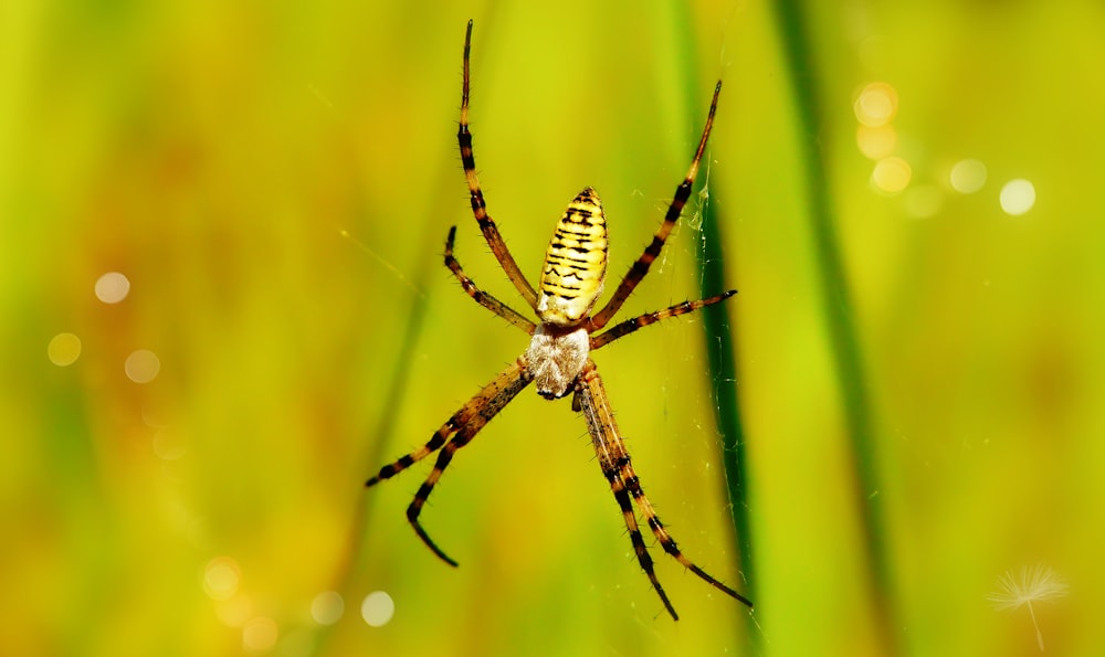 closeup photo of brown and white spider