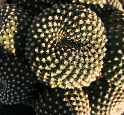 Close-up of a vibrant Aztekium cactus with intricate rib patterns under natural sunlight