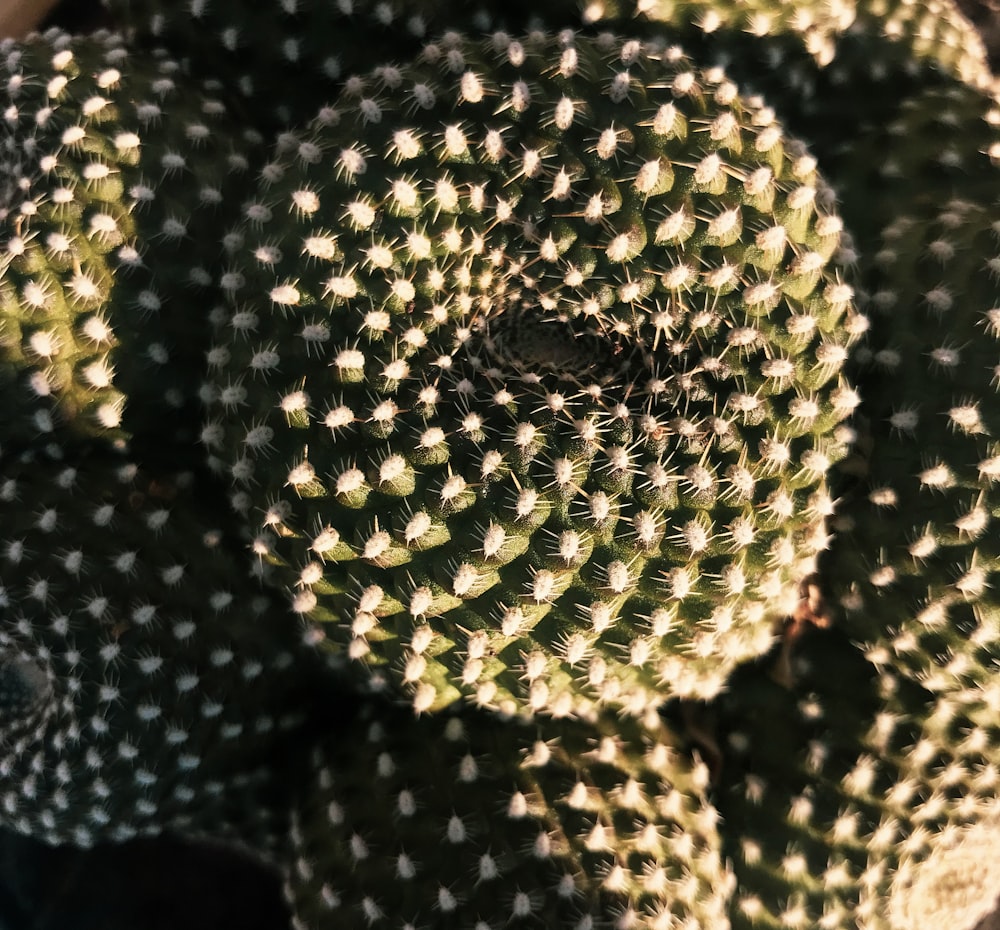 closeup photo of green cactus