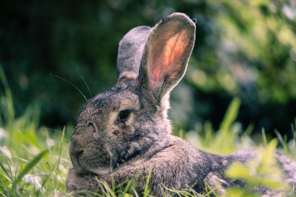 gray rabbit on grass