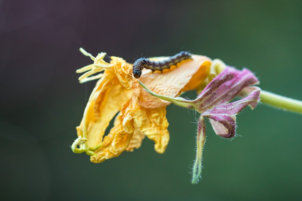 worm on flower