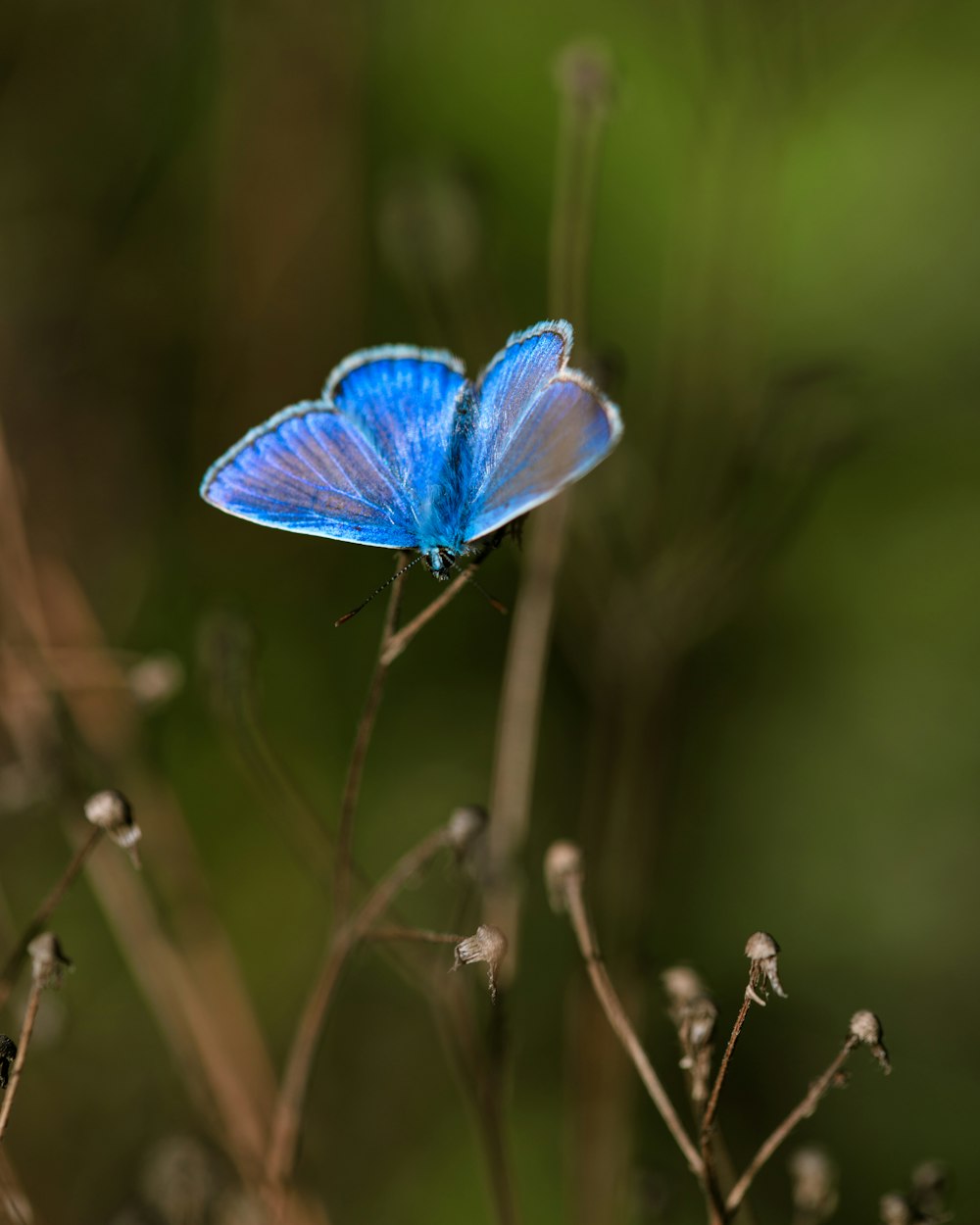 blue butterfly