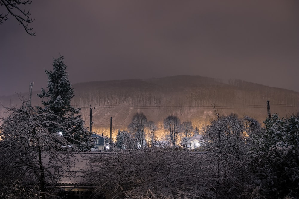 trees beside building during nighttime