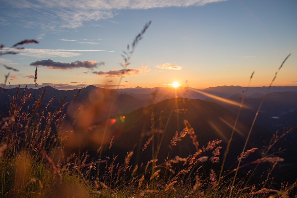 brown plants under clear blue sky during sunrise