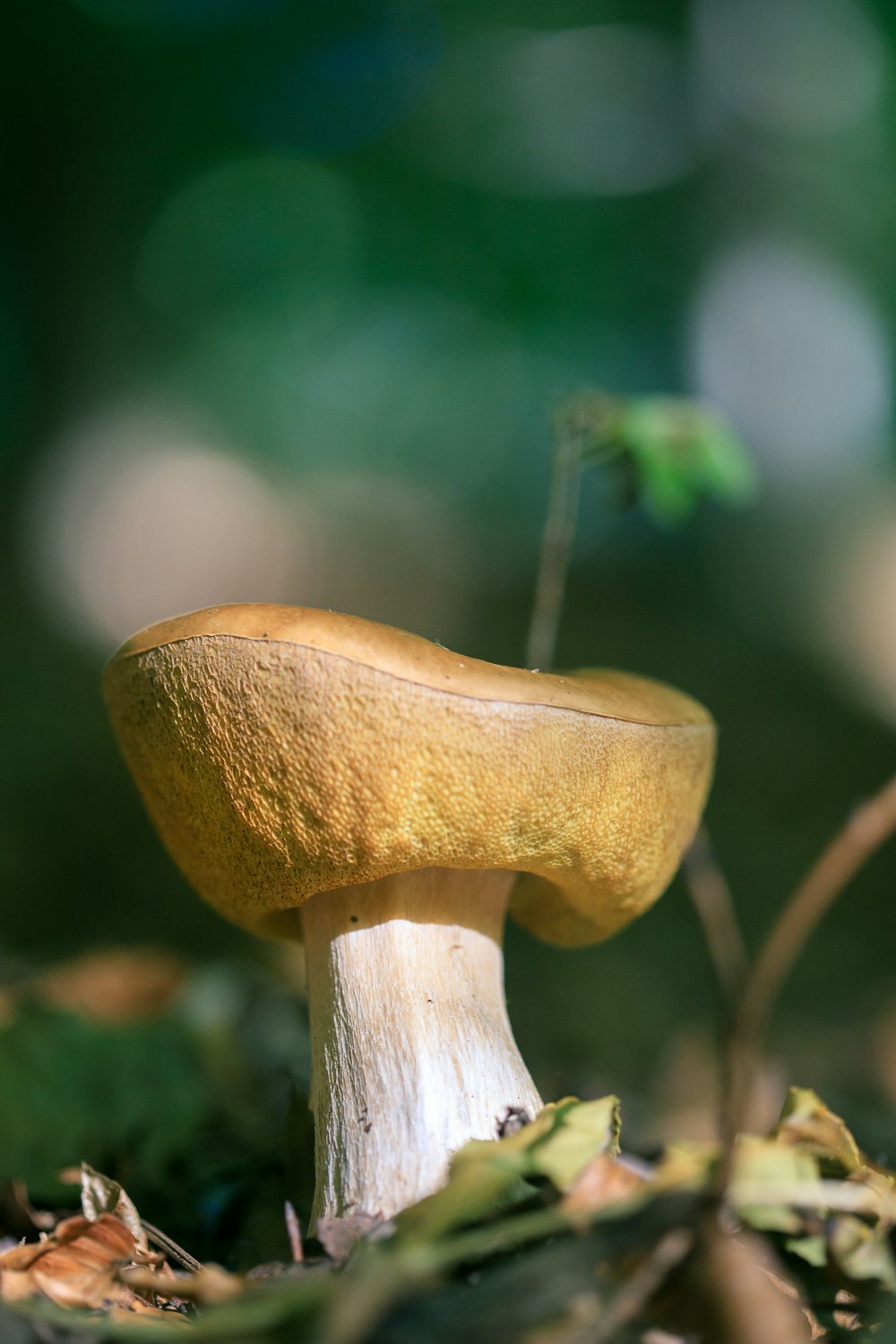 a yellow mushroom sitting on top of a forest floor