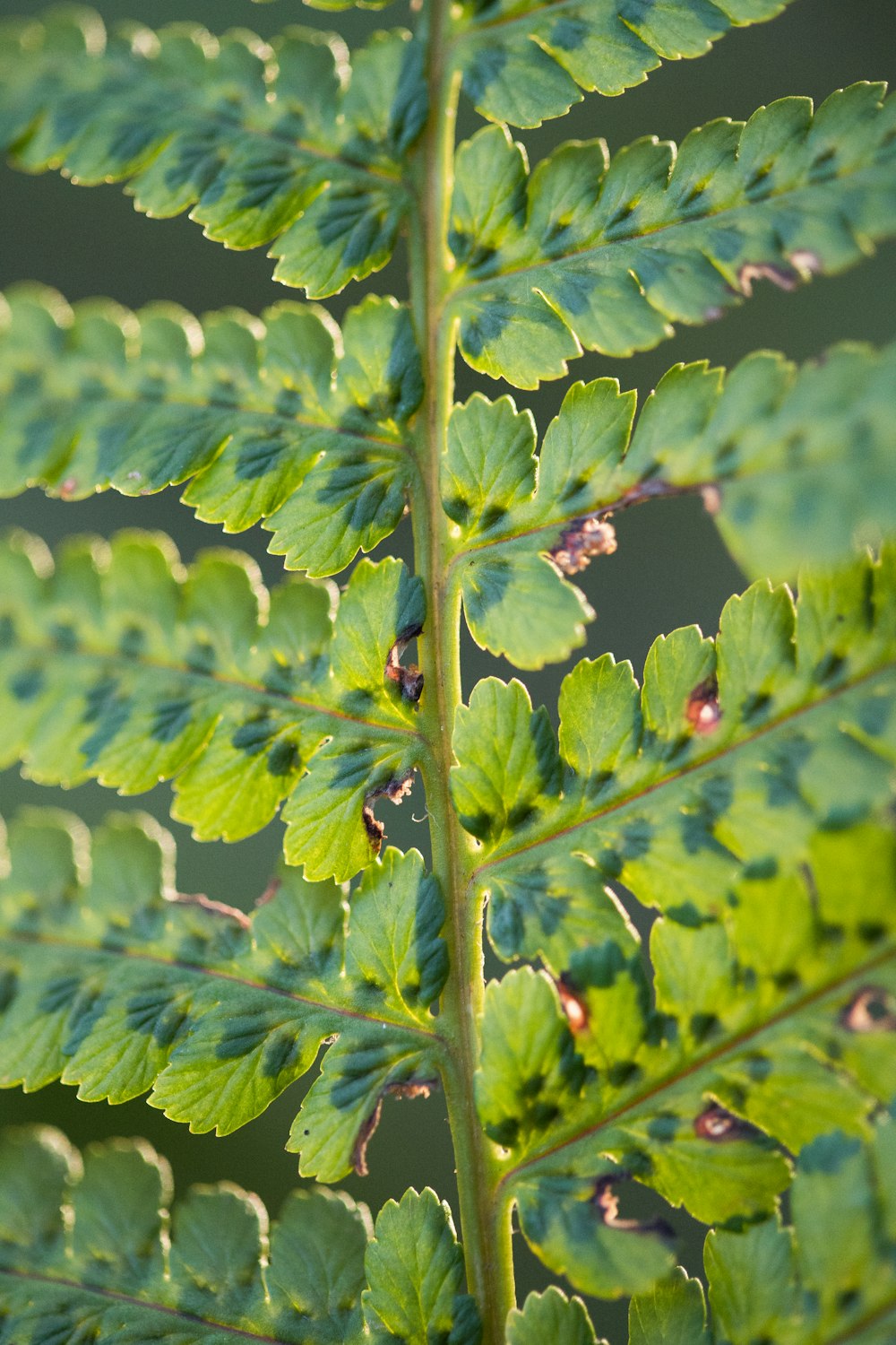 a close up of a green leaf on a plant