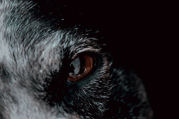 Close up of a wolf's amber eye.