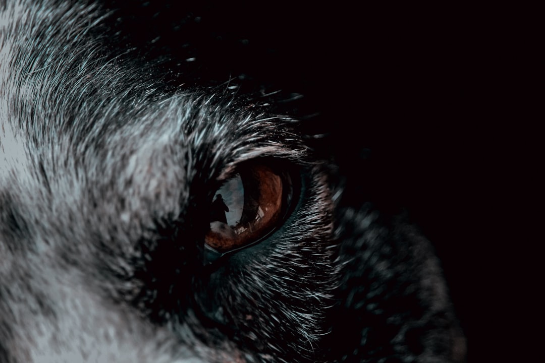 Close up of wolf eye – the wolfman movie - Photo by Virginia Johnson | Castle Combe England