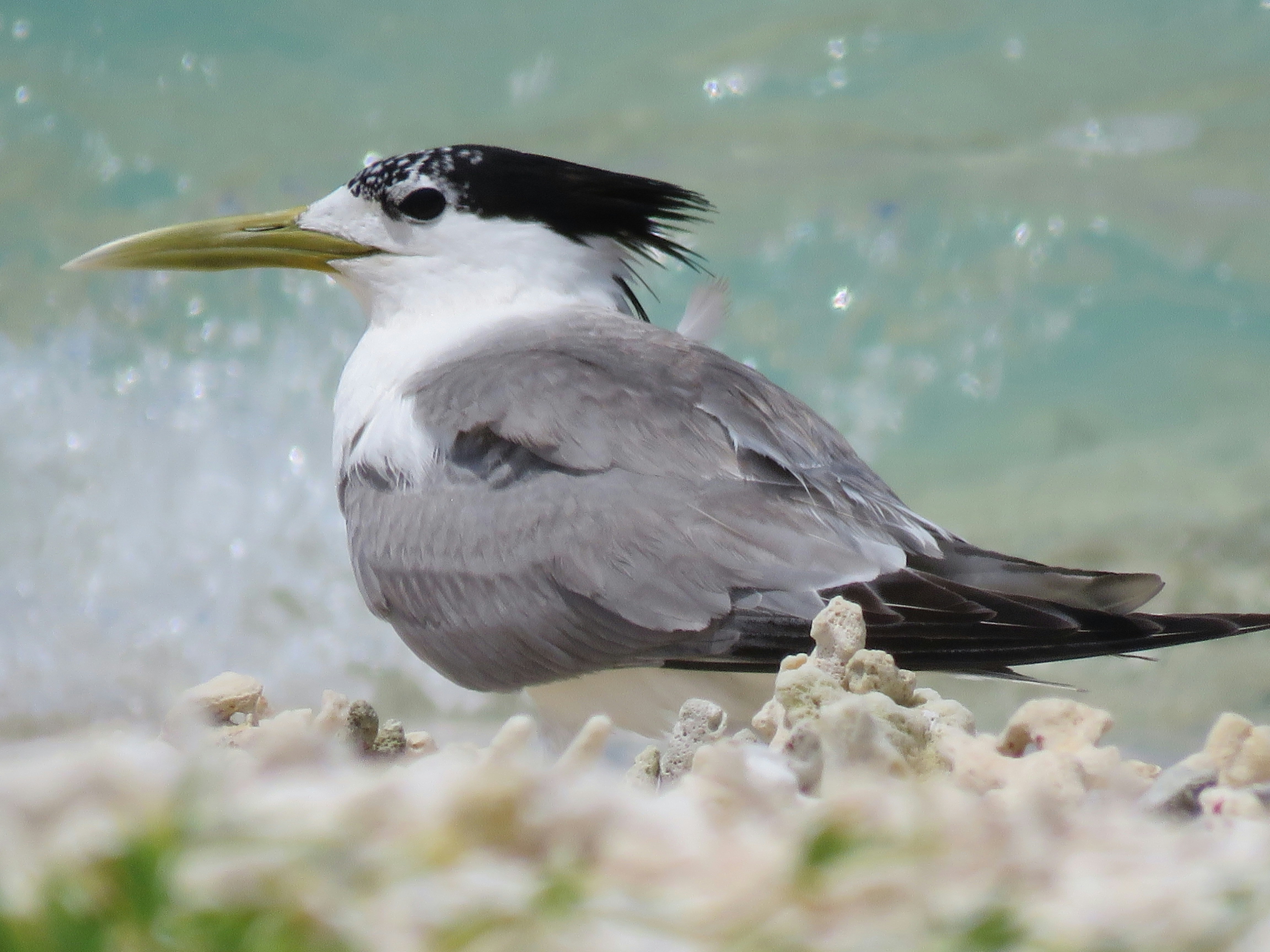 Greater crested tern tests positive for bird flu at Windang 
												post image