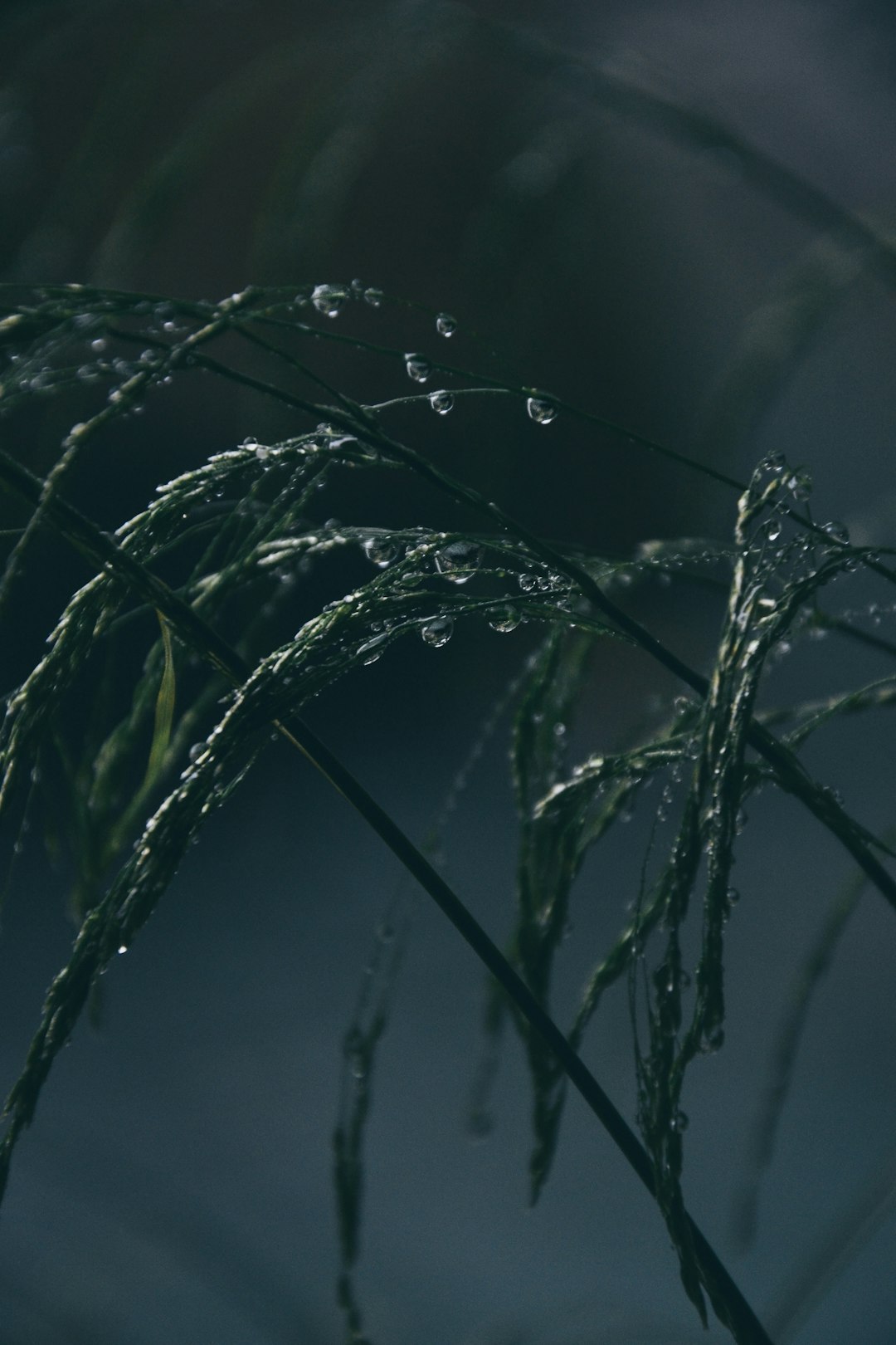 closeup photo of green plants with raindrops
