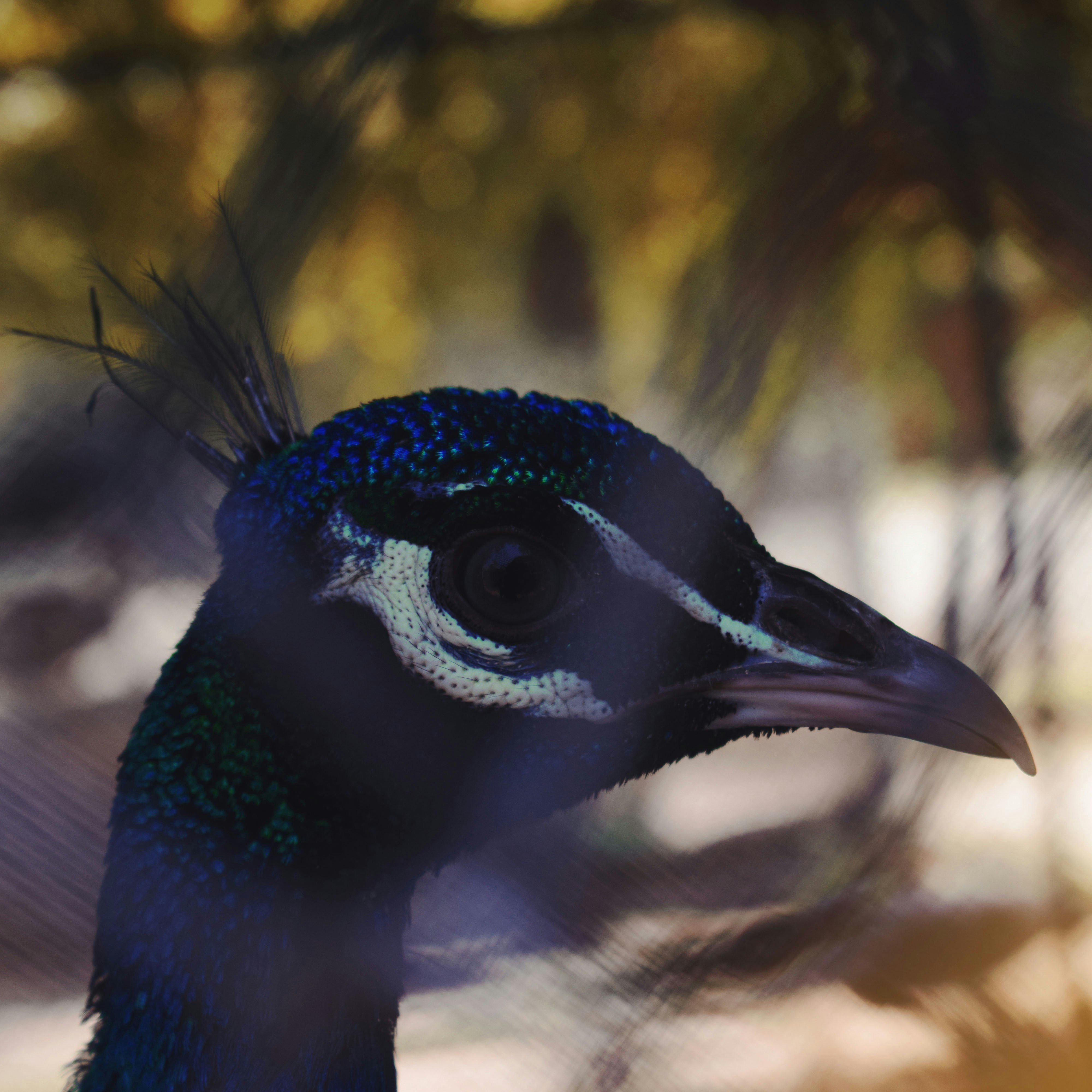 blue peacock