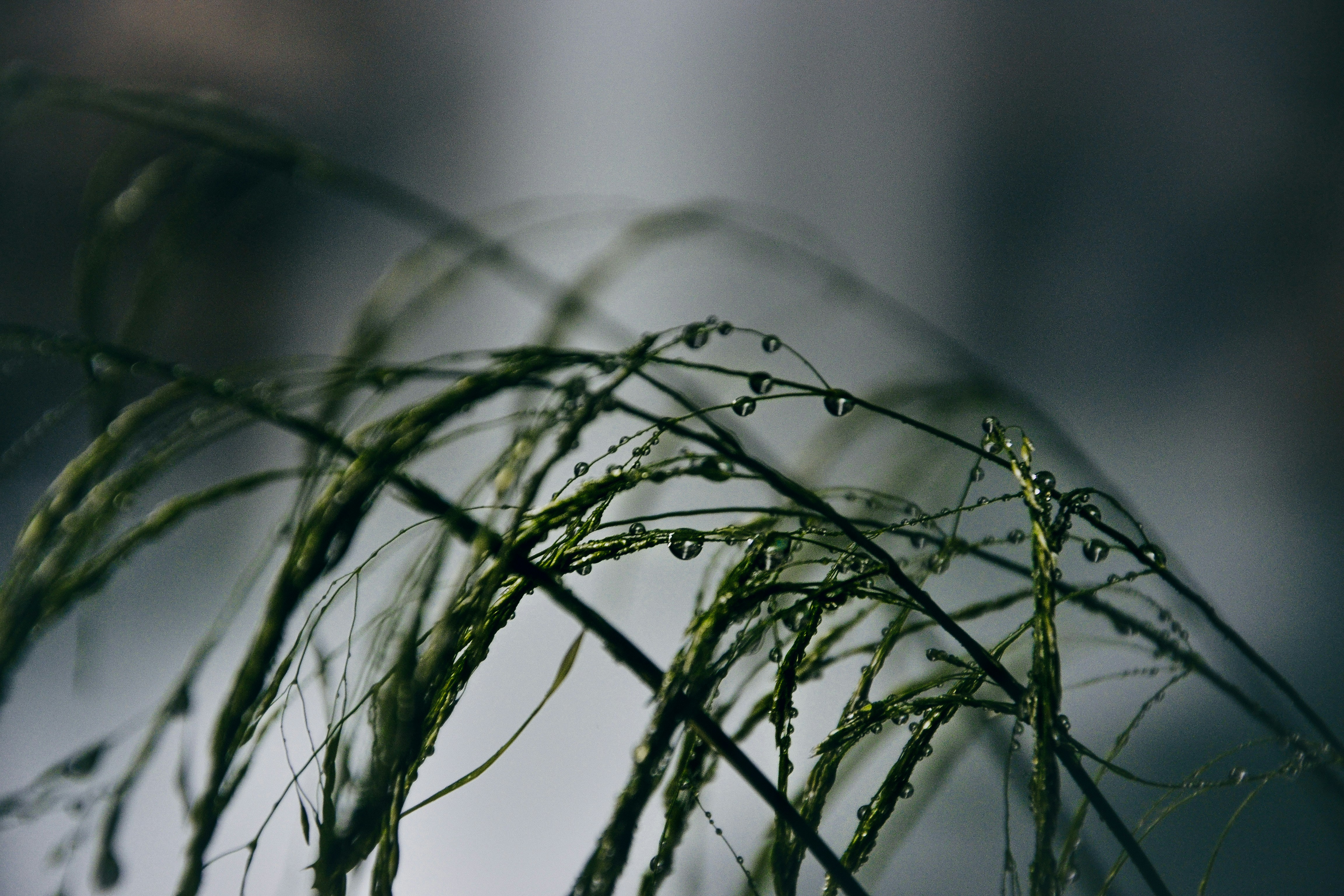 Photo by melimascella_