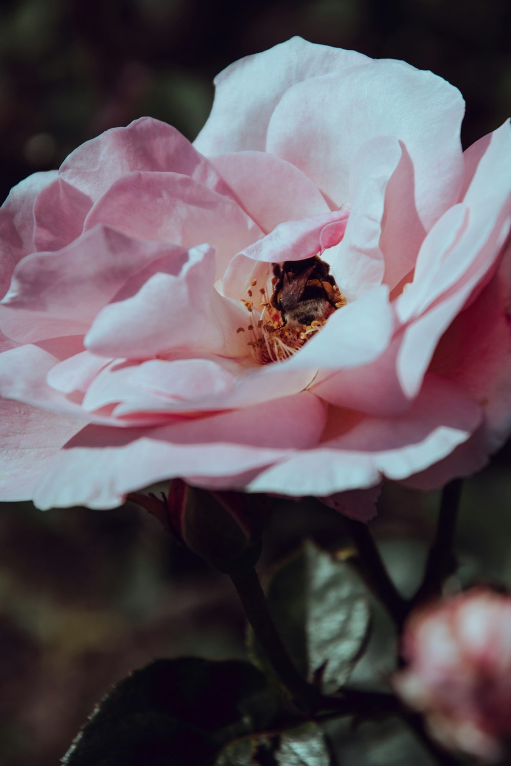 pink-petaled flower