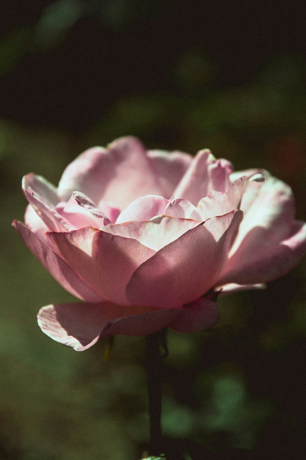 pink-petaled flower