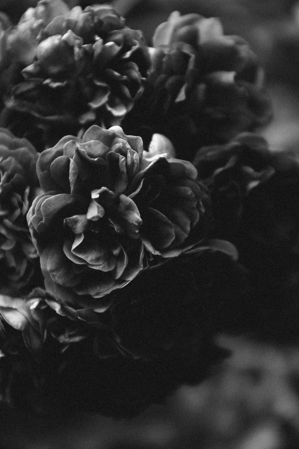 Black Roses Pictures | Download Free Images on Unsplash