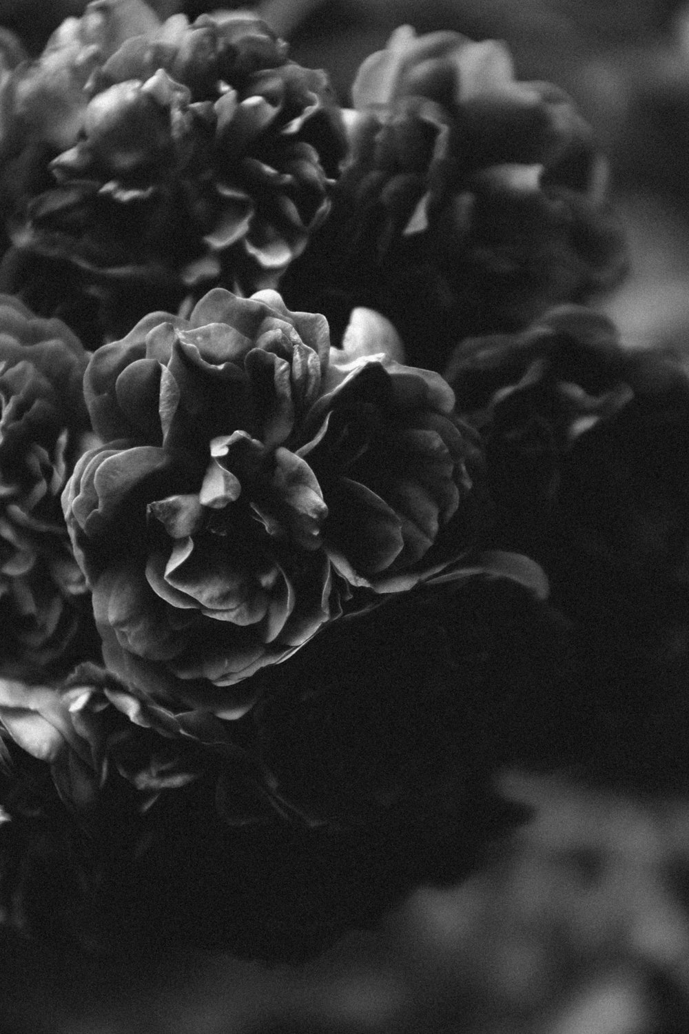 a black and white photo of a bunch of flowers