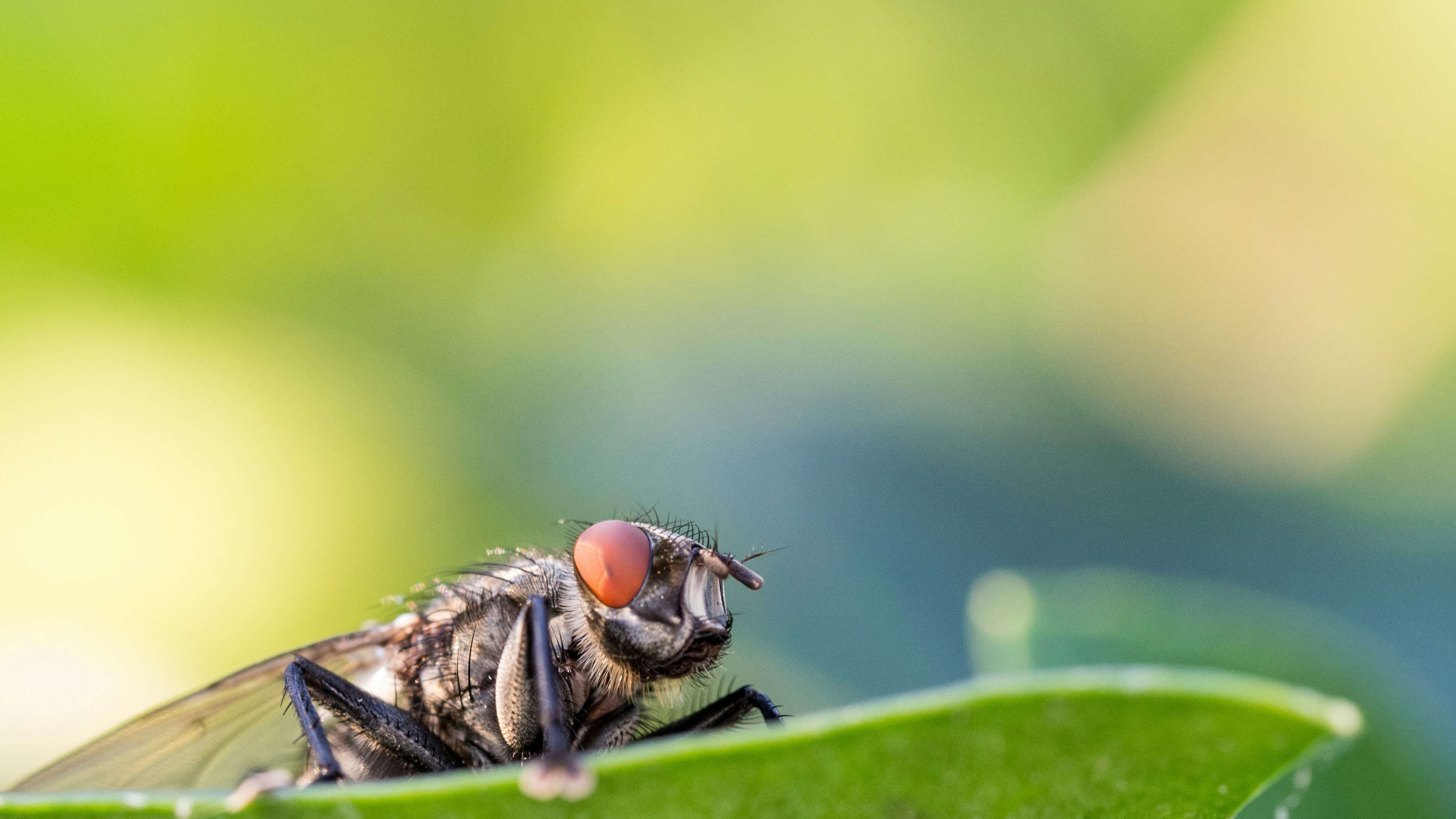 Photo by wimvanteinde