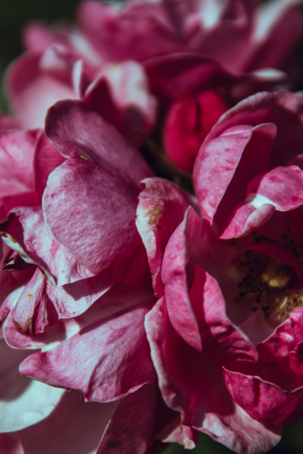 pink petaled flower