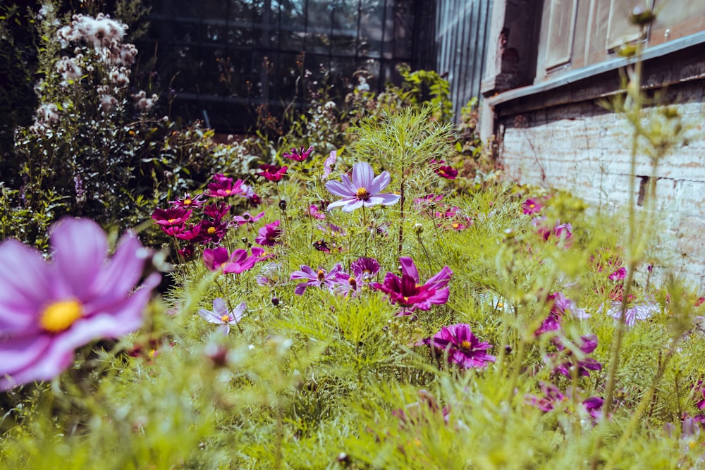 a bunch of flowers that are in the grass