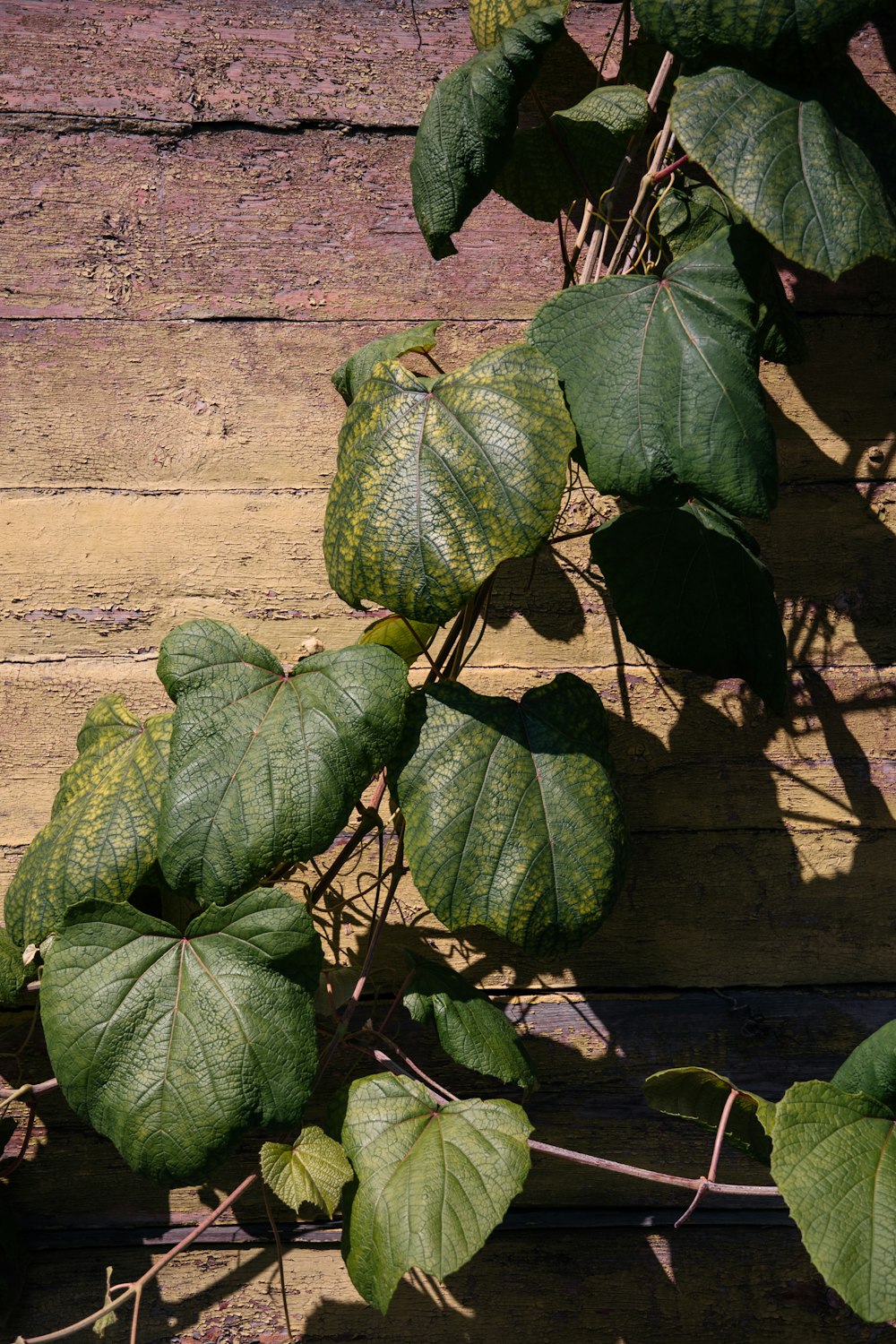 a close up of a plant on a wooden surface