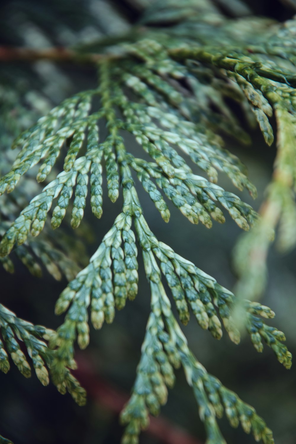 closeup photo of pine tree