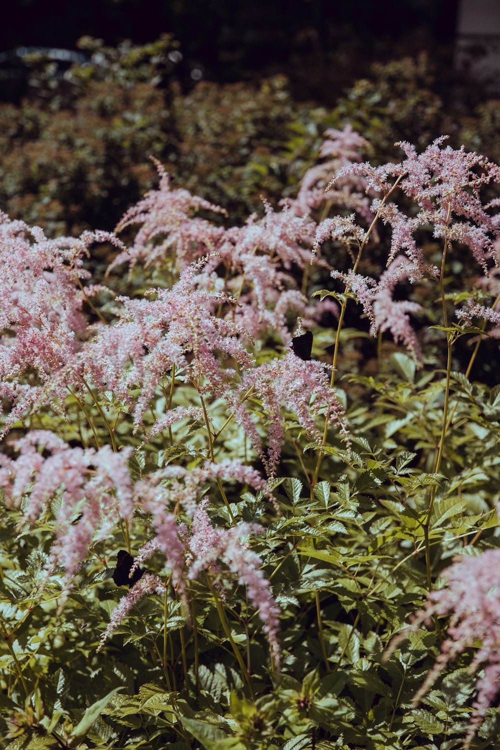 pink-petaled flowers