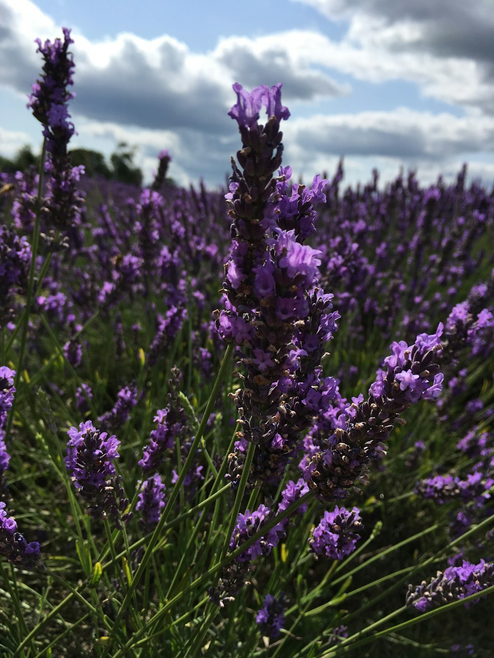 purple petaled flower