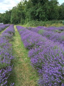 A lush lavender field features rows of vibrant purple lavender plants stretching into the distance, bordered by green grass paths. Dense green trees line the background, creating a verdant backdrop and enhancing the natural beauty of the scene.
