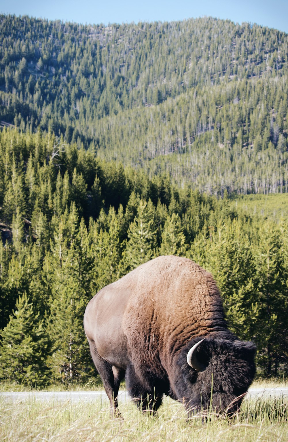bison grazing during daytime