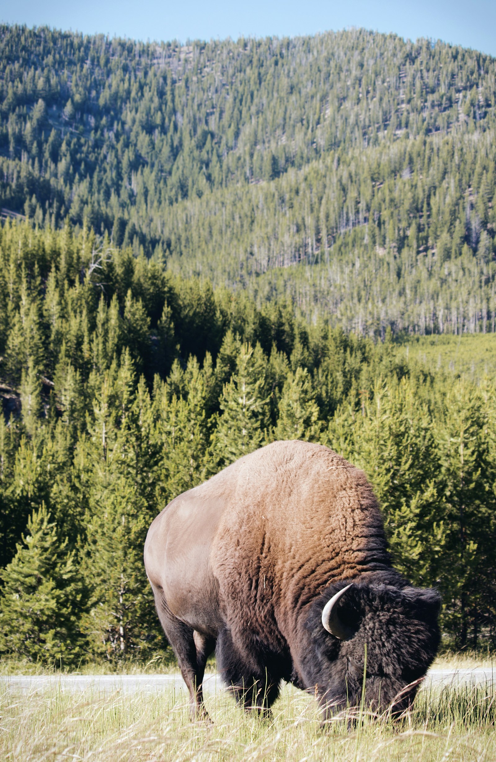 Canon EOS 80D + Canon EF-S 55-250mm F4-5.6 IS STM sample photo. Bison grazing during daytime photography