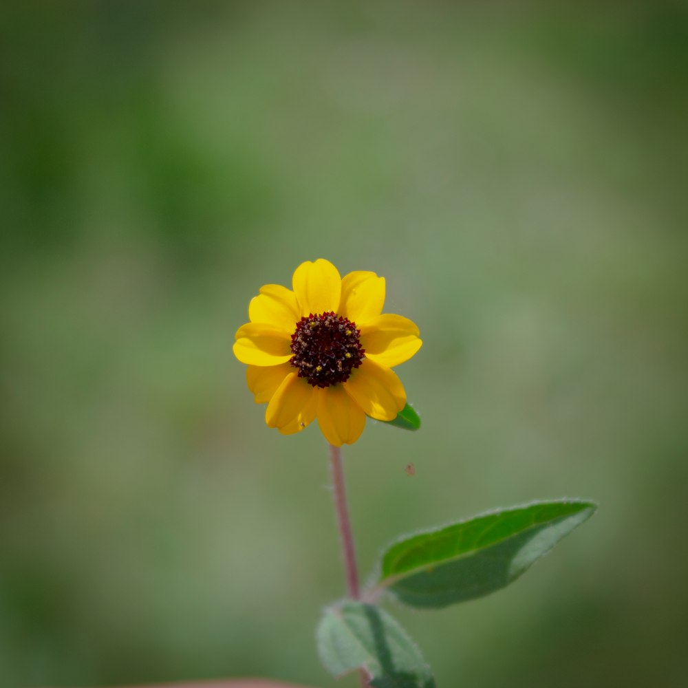 yellow petaled flowers