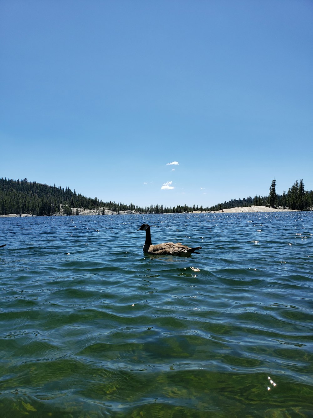 black and gray duck on body pf water under blue and white skies