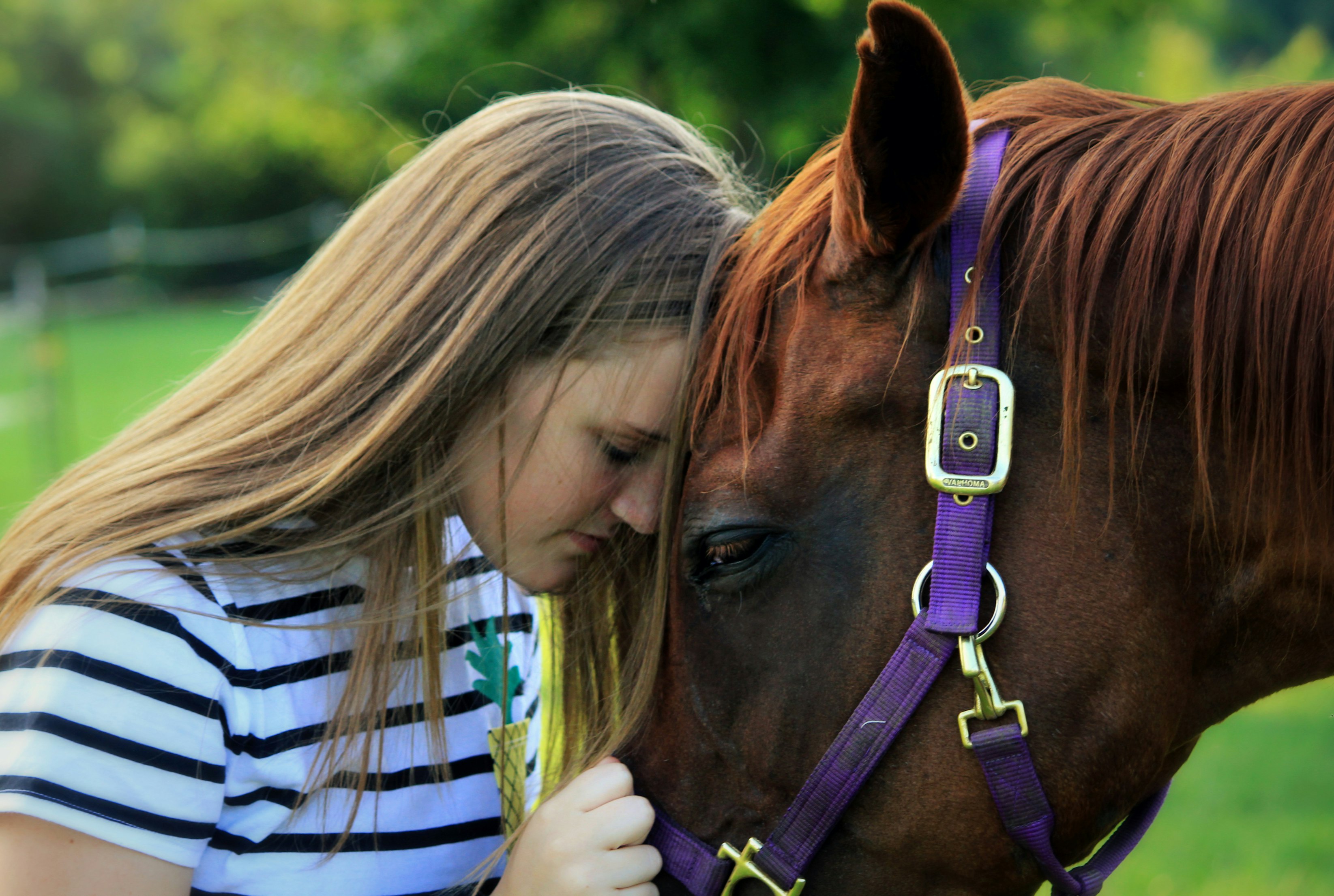 hugging horse