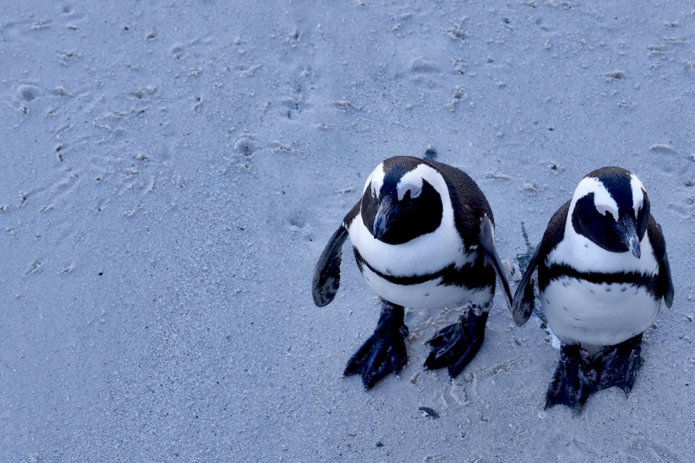 two small penguins are standing in the snow