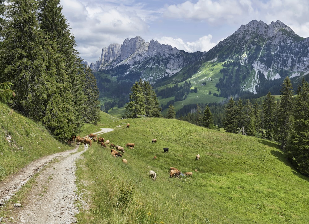 group of goats on hill