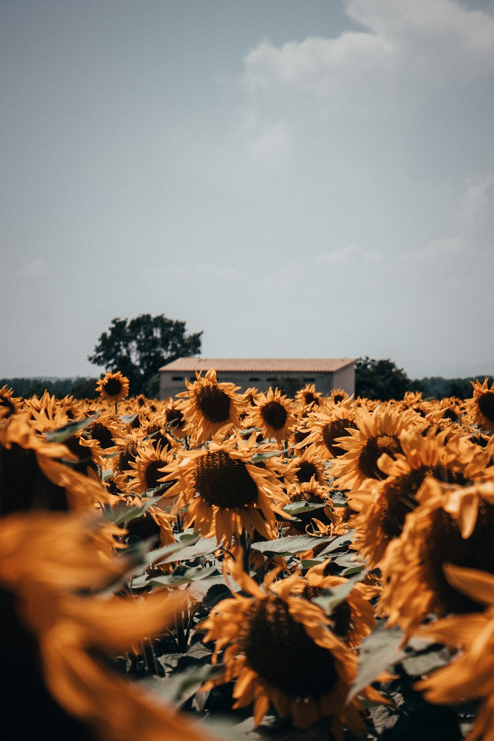 champ de tournesol