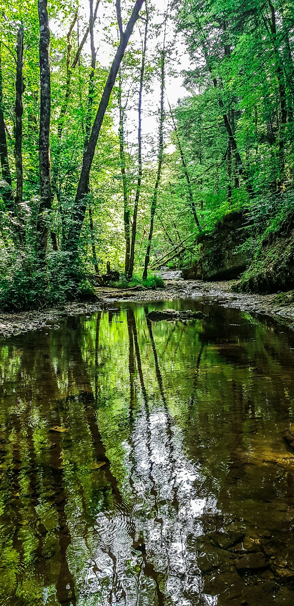 river in forest