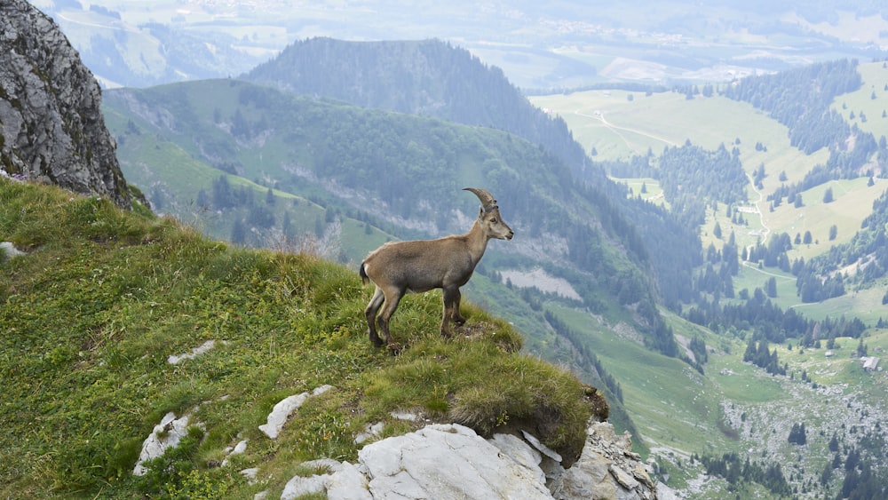 brown deer