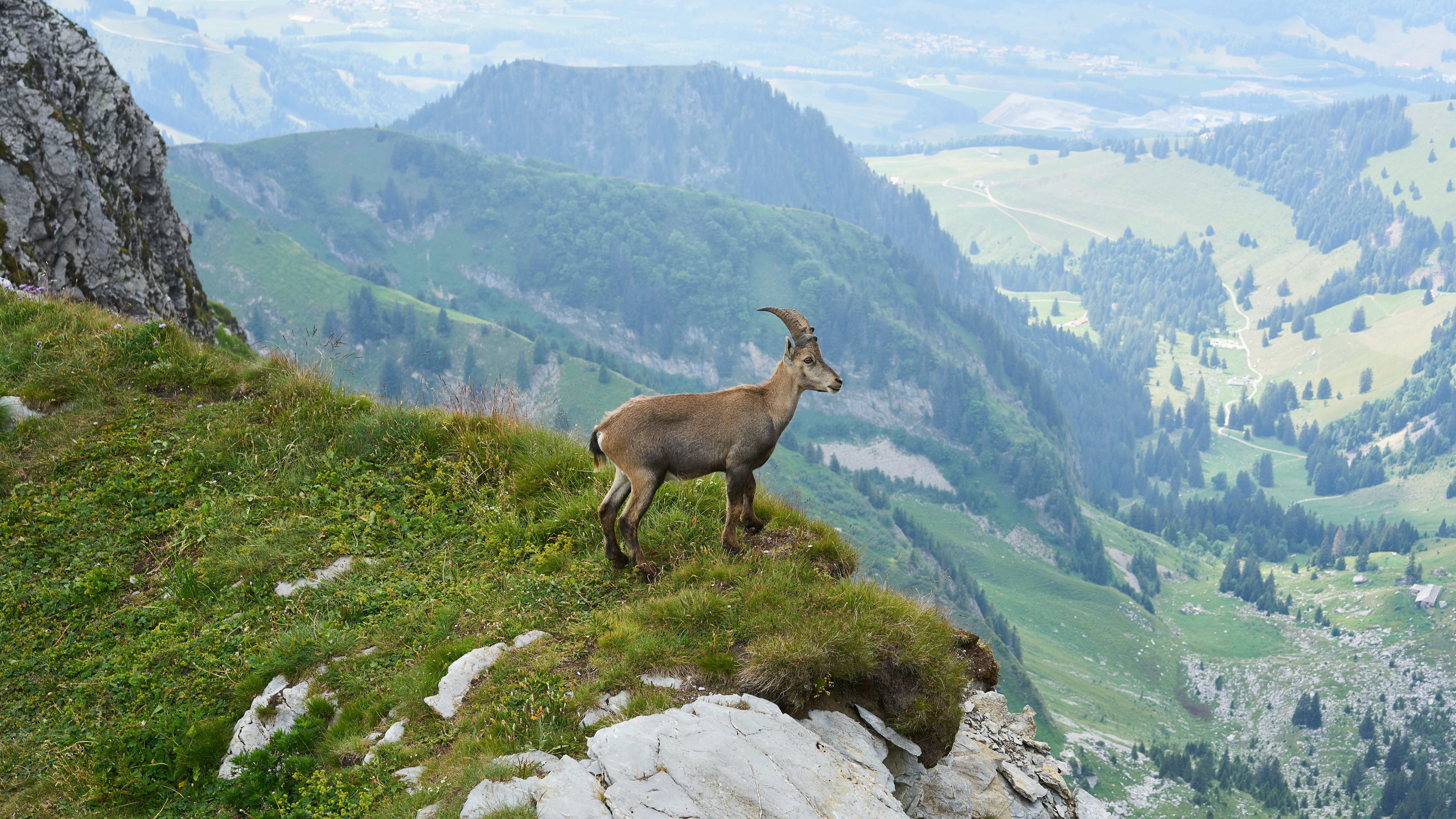 A young Ibex at the Vanil Noir, Switzerland.