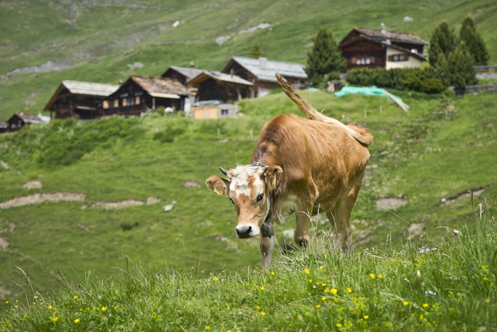 丘の上の茶色の牛