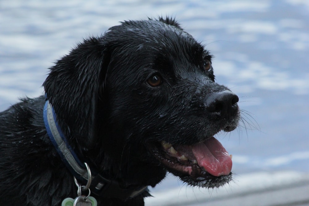 dog standing near body of water