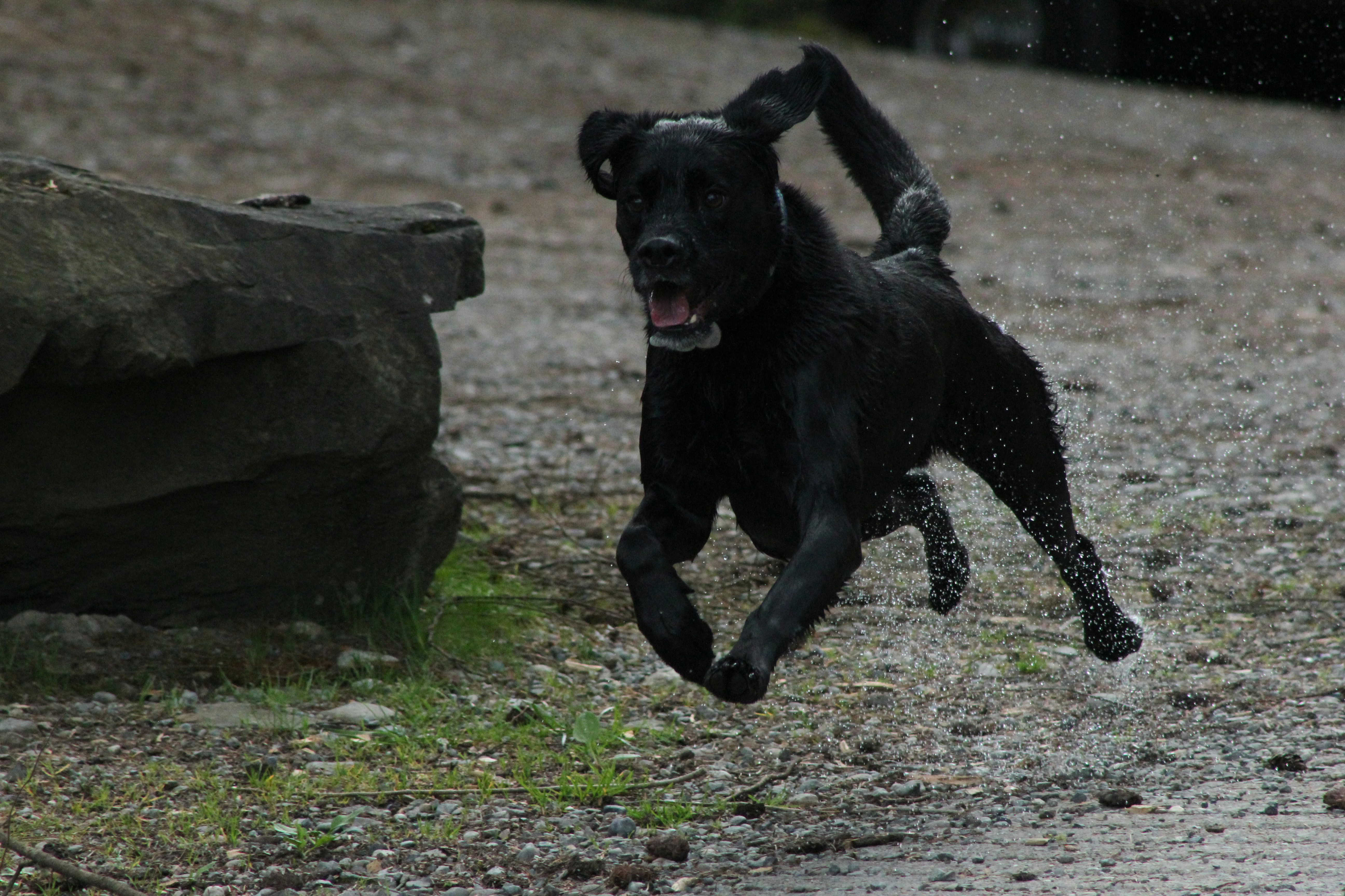 Supporting Your Dog’s Physical and Respiratory Wellness