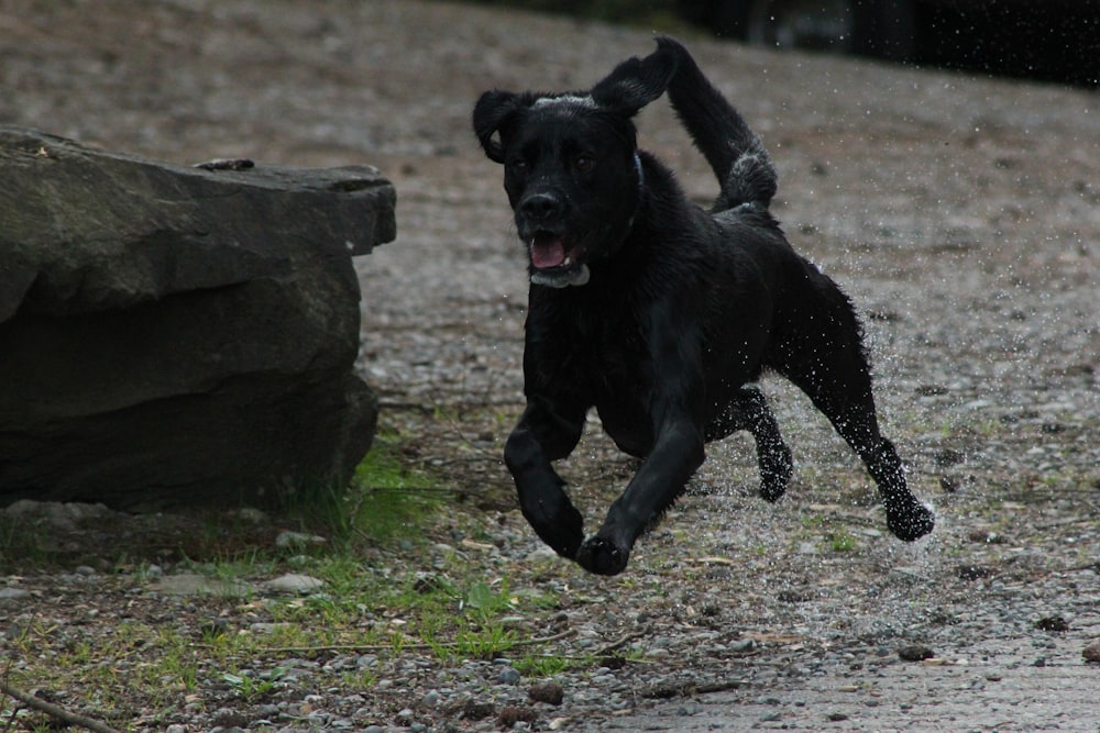 short-coated black dog