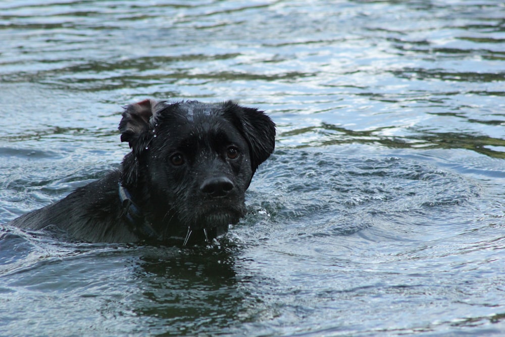 Perro negro en el agua