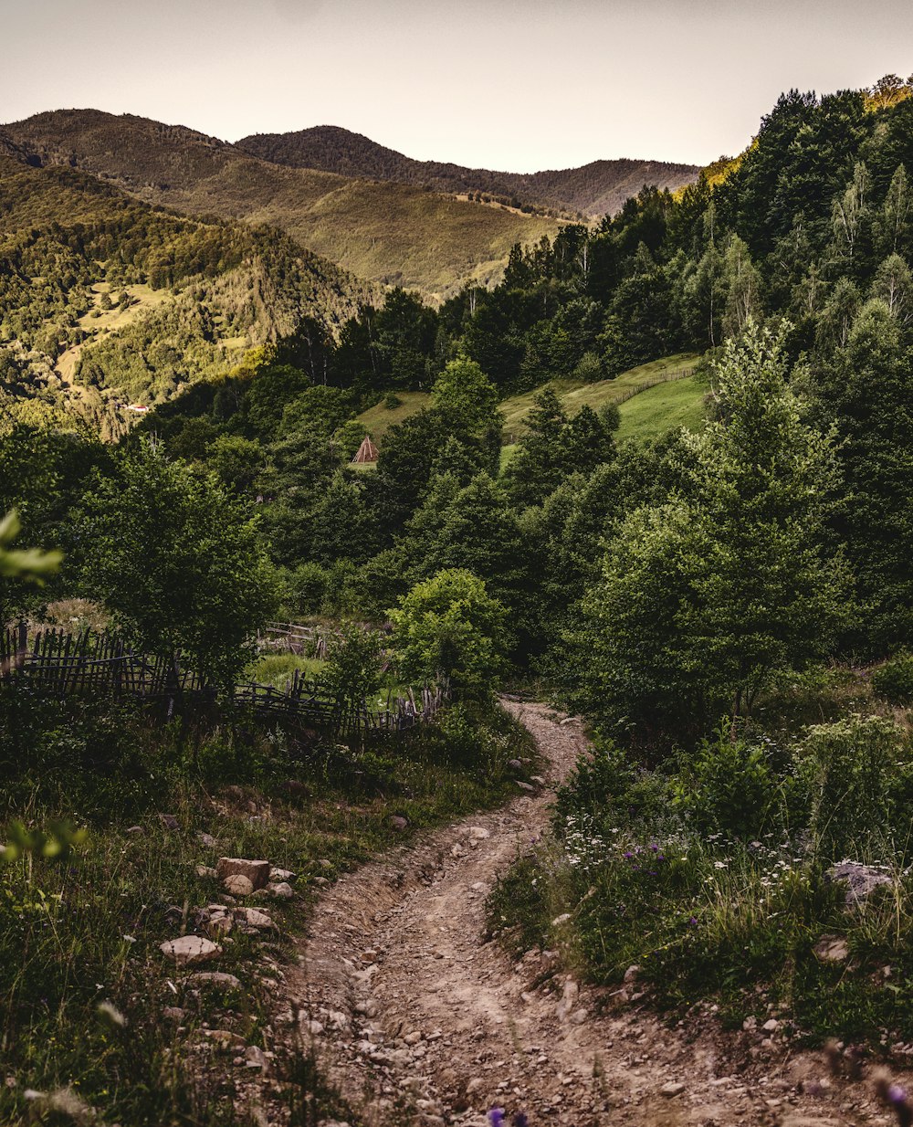 green trees and mountain during daytime